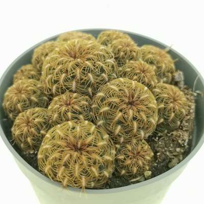 Sulcorebutia tiraquensis var. augustinii - Giromagi