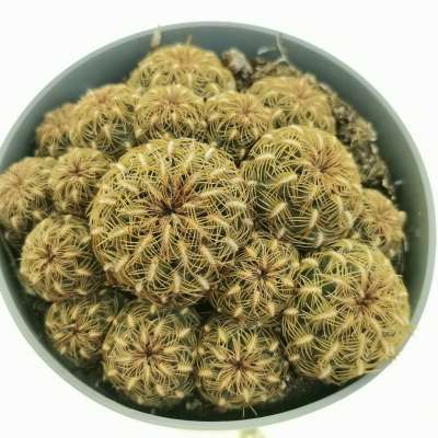 Sulcorebutia tiraquensis var. augustinii - Giromagi