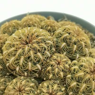 Sulcorebutia tiraquensis var. augustinii - Giromagi