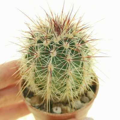 Echinocereus chloranthus