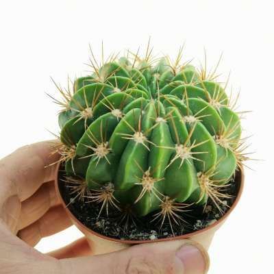 Lobivia chrysochete