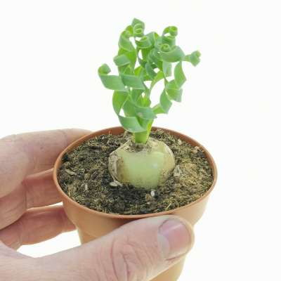 Albuca concordiana