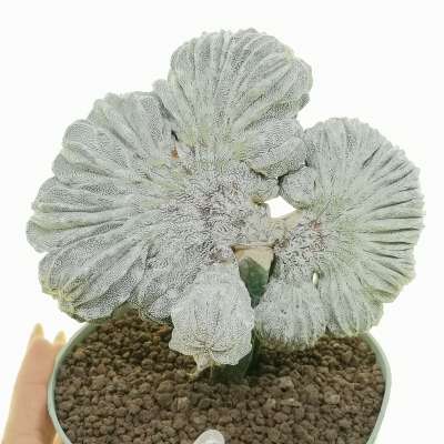 Astrophytum myriostigma cv. Onzuka f. crestata politomica