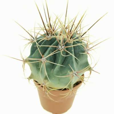 Ferocactus histrix - Giromagi