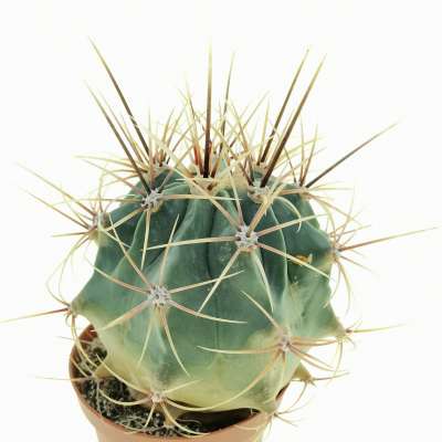 Ferocactus histrix - Giromagi