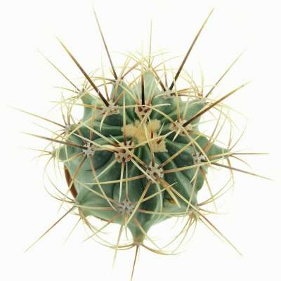 Ferocactus histrix - Giromagi