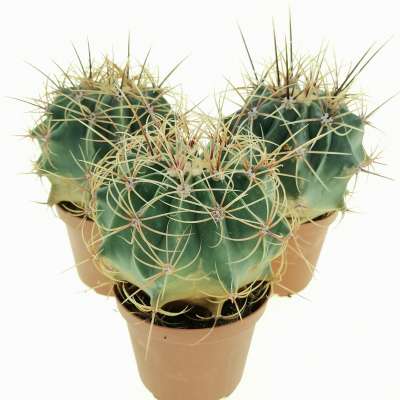 Ferocactus histrix - Giromagi