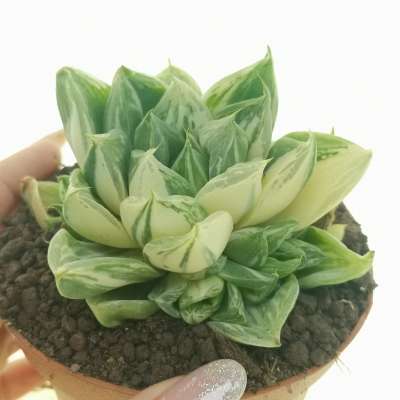 Haworthia cuspidata f. variegata