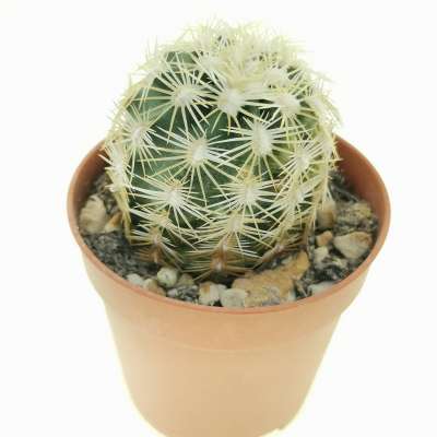Echinocereus viridiflorus var. correllii - Giromagi