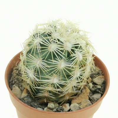 Echinocereus viridiflorus var. correllii - Giromagi