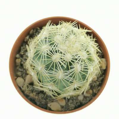 Echinocereus viridiflorus var. correllii - Giromagi