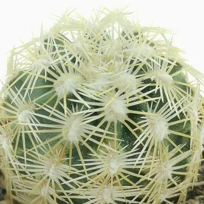 Echinocereus viridiflorus var. correllii - Giromagi