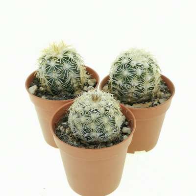 Echinocereus viridiflorus var. correllii - Giromagi