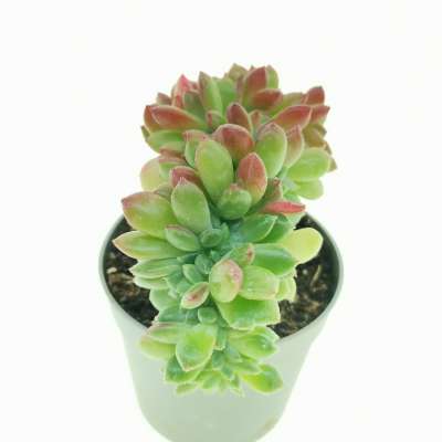 Echeveria 'Fantasia Carol' f. crestata - Giromagi