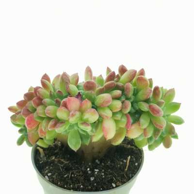 Echeveria 'Fantasia Carol' f. crestata - Giromagi