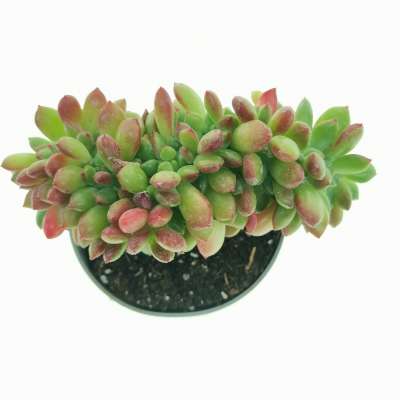 Echeveria 'Fantasia Carol' f. crestata - Giromagi
