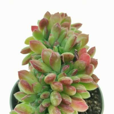 Echeveria 'Fantasia Carol' f. crestata - Giromagi