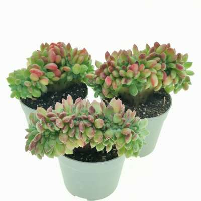 Echeveria 'Fantasia Carol' f. crestata - Giromagi