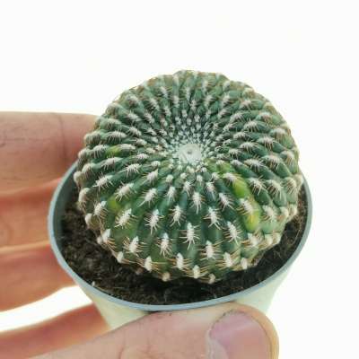 Sulcorebutia arenacea f. variegata