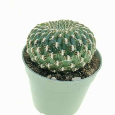 Sulcorebutia arenacea f. variegata - Giromagi