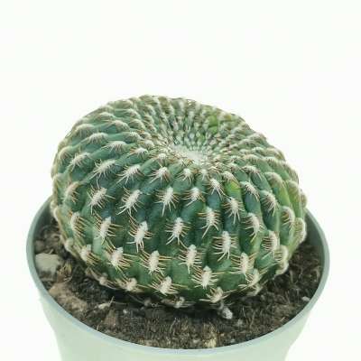 Sulcorebutia arenacea f. variegata - Giromagi