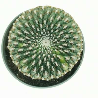 Sulcorebutia arenacea f. variegata - Giromagi