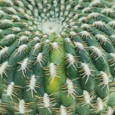Sulcorebutia arenacea f. variegata - Giromagi