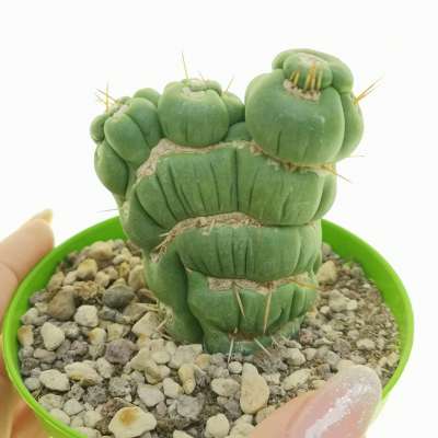 Eulychnia castanea cv. varispiralis f. mostruosa politomica