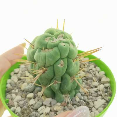 Eulychnia castanea cv. varispiralis f. mostruosa