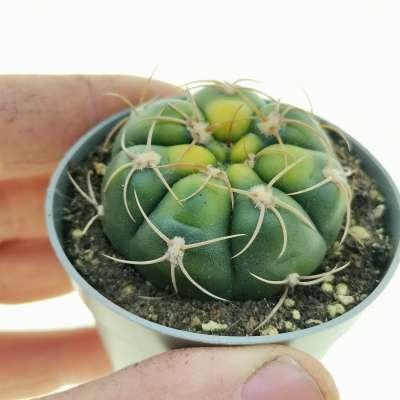Gymnocalycium denudatum f. variegata