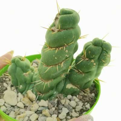 Eulychnia castanea cv. varispiralis f. mostruosa politomica