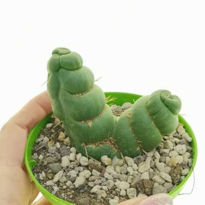 Eulychnia castanea cv. varispiralis f. mostruosa dicotomica