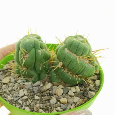 Eulychnia castanea cv. varispiralis f. mostruosa crestata dicotomica