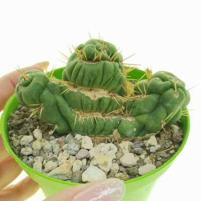Eulychnia castanea cv. varispiralis f. mostruosa crestata politomica