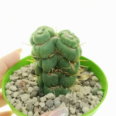 Eulychnia castanea cv. varispiralis f. mostruosa dicotomica