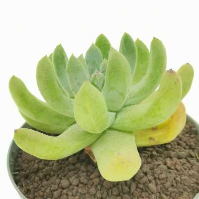 Dudleya pachyphytum - Giromagi