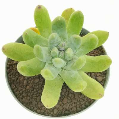 Dudleya pachyphytum - Giromagi