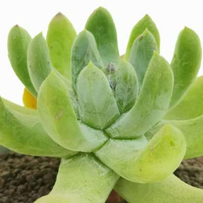 Dudleya pachyphytum - Giromagi