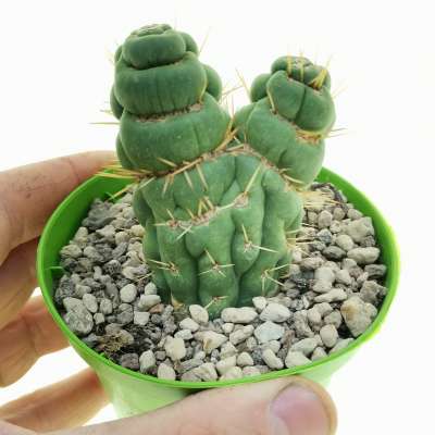 Eulychnia castanea cv. varispiralis f. mostruosa dicotomica