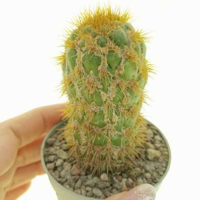 Trichocereus spachianus f. supermostruosa