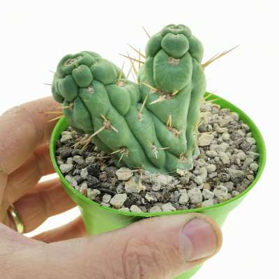 Eulychnia castanea cv. varispiralis f. mostruosa dicotomica