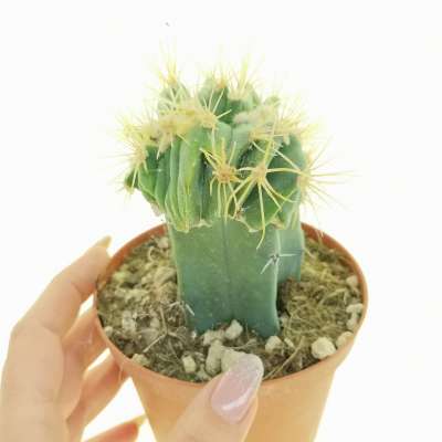 Ferocactus glaucescens f. crestata