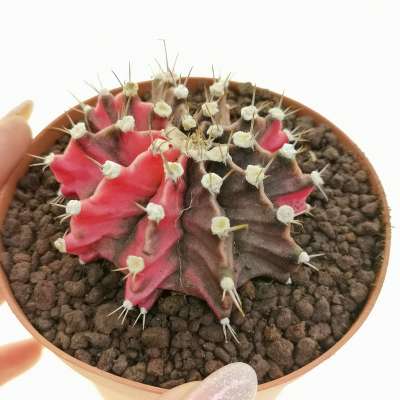 Gymnocalycium mihanovichii f. variegata