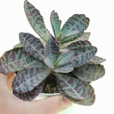 Kalanchoe humilis
