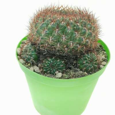 Sulcorebutia mentosa - Giromagi