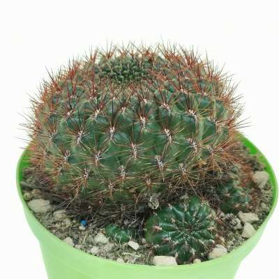 Sulcorebutia mentosa - Giromagi
