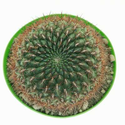 Sulcorebutia mentosa - Giromagi