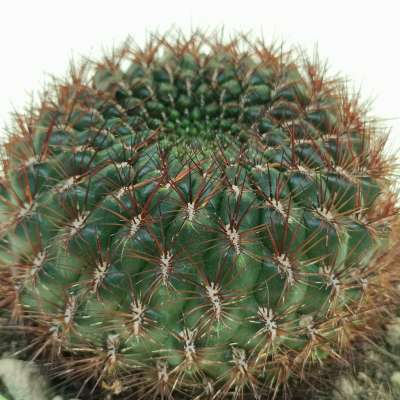 Sulcorebutia mentosa - Giromagi