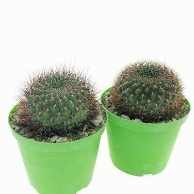 Sulcorebutia mentosa - Giromagi