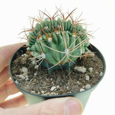 Lobivia pentlandii f. crestata